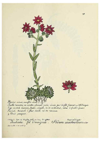 Reproducción/Reproduction 49501352221: Flore universelle. Saint-Denis :Au Bureau et chez Meilhac :[1848]-[1849]. 