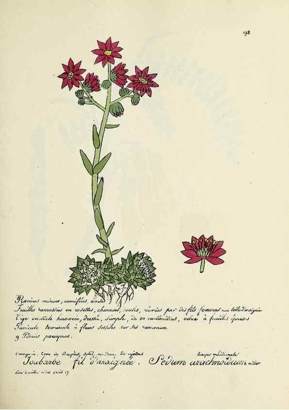 Reproducción/Reproduction 49501352221: Flore universelle. Saint-Denis :Au Bureau et chez Meilhac :[1848]-[1849]. 
