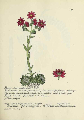 Reproducción/Reproduction 49501352221: Flore universelle. Saint-Denis :Au Bureau et chez Meilhac :[1848]-[1849]. 