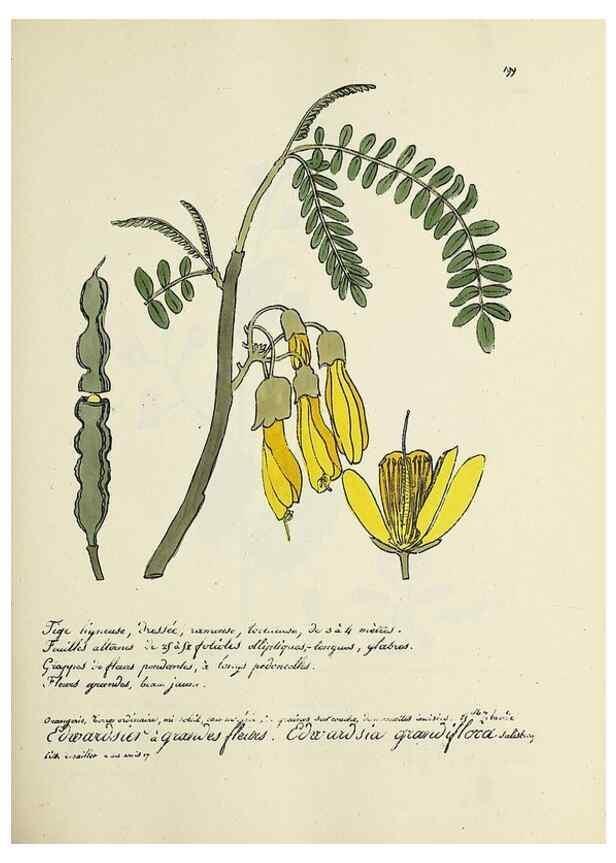 Reproducción/Reproduction 49501576617: Flore universelle. Saint-Denis :Au Bureau et chez Meilhac :[1848]-[1849]. 