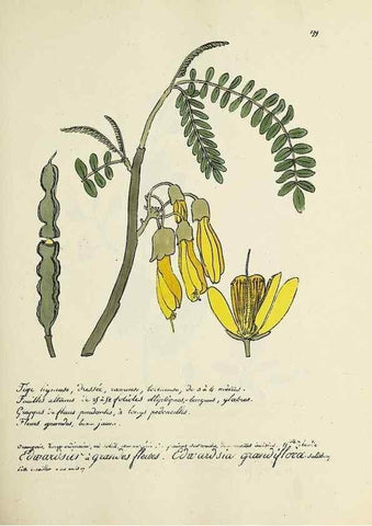 Reproducción/Reproduction 49501576617: Flore universelle. Saint-Denis :Au Bureau et chez Meilhac :[1848]-[1849]. 