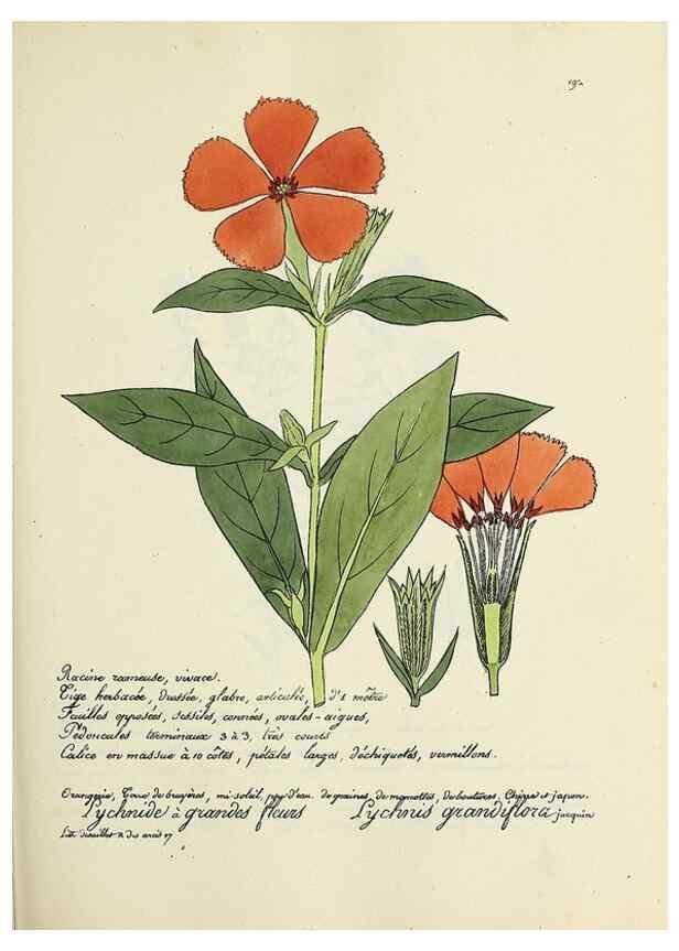 Reproducción/Reproduction 49501573912: Flore universelle. Saint-Denis :Au Bureau et chez Meilhac :[1848]-[1849]. 
