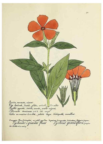 Reproducción/Reproduction 49501573912: Flore universelle. Saint-Denis :Au Bureau et chez Meilhac :[1848]-[1849]. 