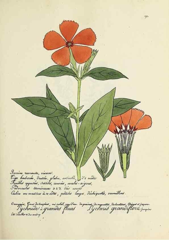 Reproducción/Reproduction 49501573912: Flore universelle. Saint-Denis :Au Bureau et chez Meilhac :[1848]-[1849]. 