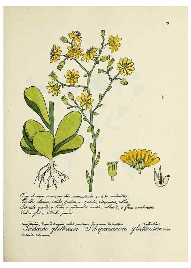 Reproducción/Reproduction 49501582287: Flore universelle. Saint-Denis :Au Bureau et chez Meilhac :[1848]-[1849]. 