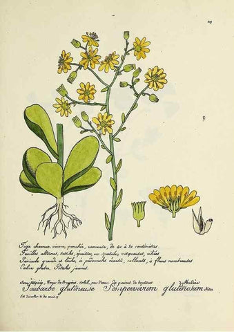 Reproducción/Reproduction 49501582287: Flore universelle. Saint-Denis :Au Bureau et chez Meilhac :[1848]-[1849]. 