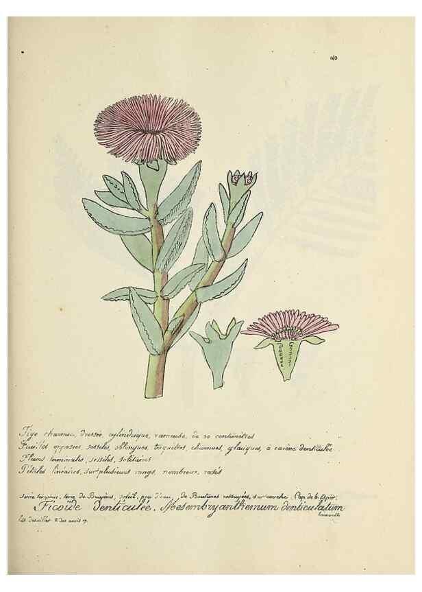 Reproducción/Reproduction 49500831818: Flore universelle. Saint-Denis :Au Bureau et chez Meilhac :[1848]-[1849]. 