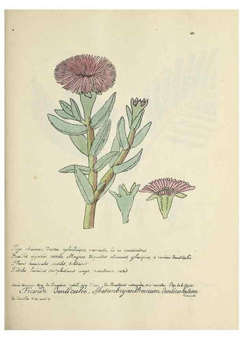 Reproducción/Reproduction 49500831818: Flore universelle. Saint-Denis :Au Bureau et chez Meilhac :[1848]-[1849]. 