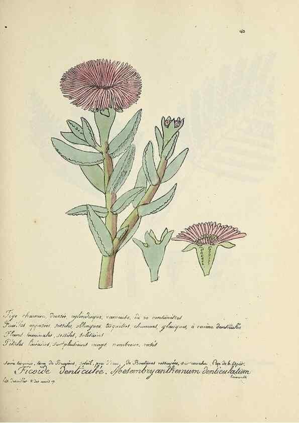 Reproducción/Reproduction 49500831818: Flore universelle. Saint-Denis :Au Bureau et chez Meilhac :[1848]-[1849]. 