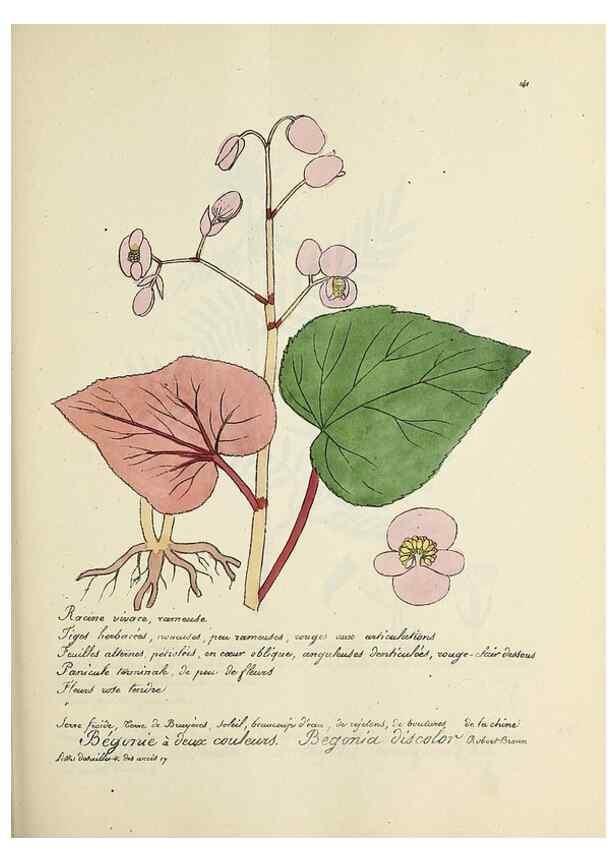 Reproducción/Reproduction 49501335721: Flore universelle. Saint-Denis :Au Bureau et chez Meilhac :[1848]-[1849]. 