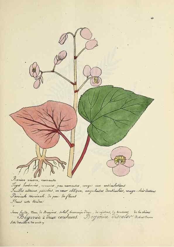 Reproducción/Reproduction 49501335721: Flore universelle. Saint-Denis :Au Bureau et chez Meilhac :[1848]-[1849]. 