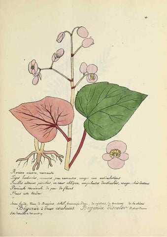 Reproducción/Reproduction 49501335721: Flore universelle. Saint-Denis :Au Bureau et chez Meilhac :[1848]-[1849]. 