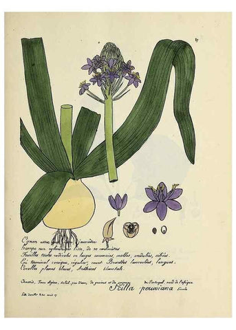 Reproducción/Reproduction 49501543162: Flore universelle. Saint-Denis :Au Bureau et chez Meilhac :[1848]-[1849]. 