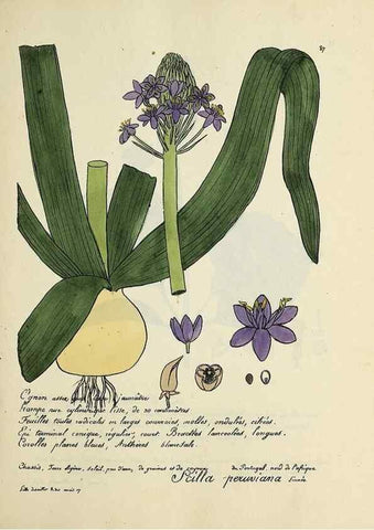 Reproducción/Reproduction 49501543162: Flore universelle. Saint-Denis :Au Bureau et chez Meilhac :[1848]-[1849]. 