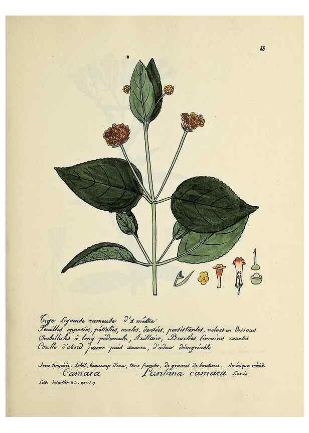 Reproducción/Reproduction 49500815223: Flore universelle. Saint-Denis :Au Bureau et chez Meilhac :[1848]-[1849]. 