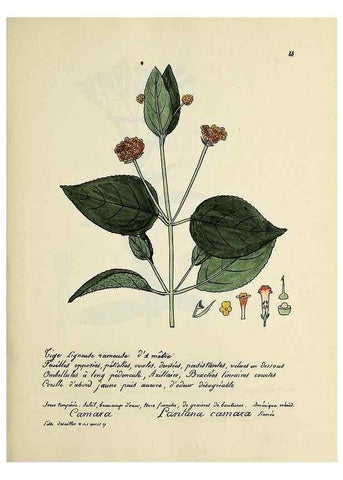 Reproducción/Reproduction 49500815223: Flore universelle. Saint-Denis :Au Bureau et chez Meilhac :[1848]-[1849]. 