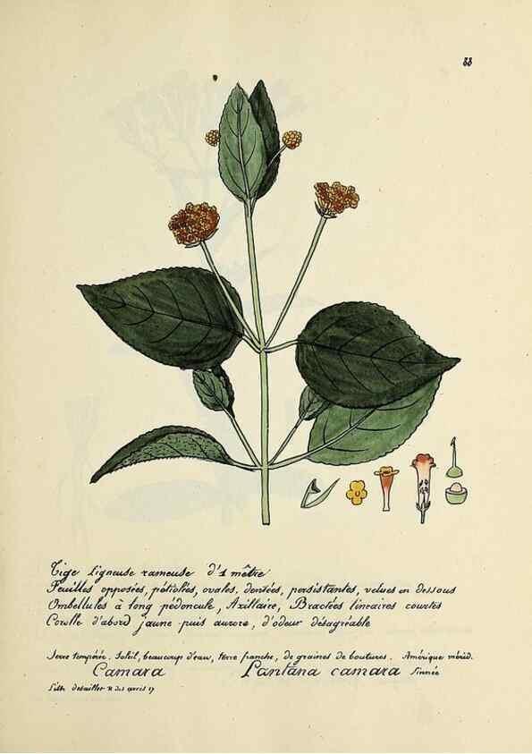 Reproducción/Reproduction 49500815223: Flore universelle. Saint-Denis :Au Bureau et chez Meilhac :[1848]-[1849]. 