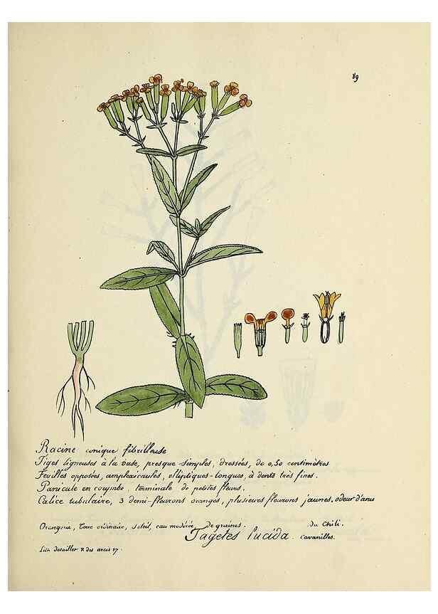 Reproducción/Reproduction 49501543627: Flore universelle. Saint-Denis :Au Bureau et chez Meilhac :[1848]-[1849]. 