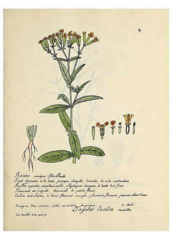 Reproducción/Reproduction 49501543627: Flore universelle. Saint-Denis :Au Bureau et chez Meilhac :[1848]-[1849]. 