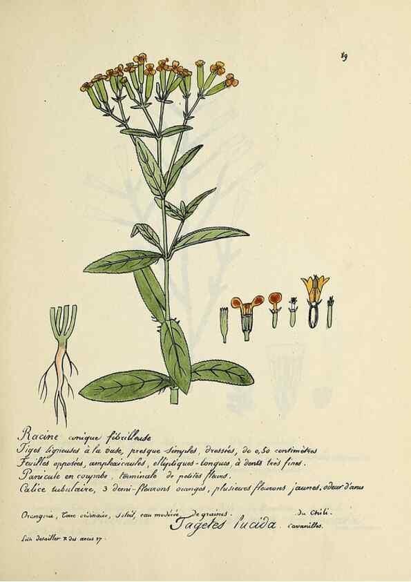 Reproducción/Reproduction 49501543627: Flore universelle. Saint-Denis :Au Bureau et chez Meilhac :[1848]-[1849]. 