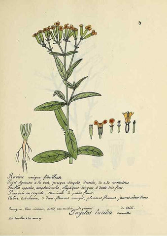 Reproducción/Reproduction 49501543627: Flore universelle. Saint-Denis :Au Bureau et chez Meilhac :[1848]-[1849]. 