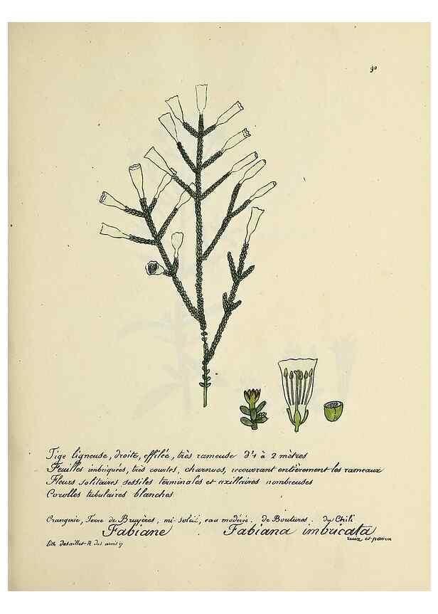 Reproducción/Reproduction 49500815833: Flore universelle. Saint-Denis :Au Bureau et chez Meilhac :[1848]-[1849]. 