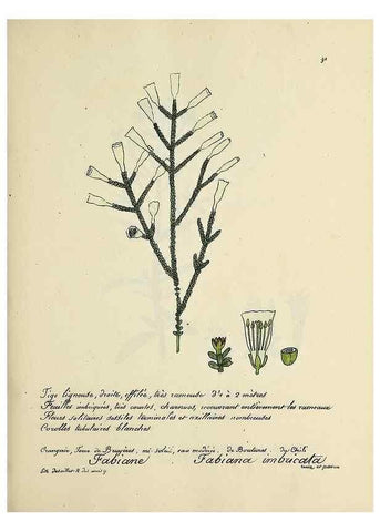 Reproducción/Reproduction 49500815833: Flore universelle. Saint-Denis :Au Bureau et chez Meilhac :[1848]-[1849]. 