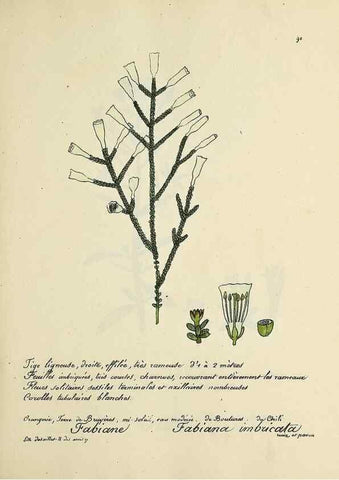 Reproducción/Reproduction 49500815833: Flore universelle. Saint-Denis :Au Bureau et chez Meilhac :[1848]-[1849]. 