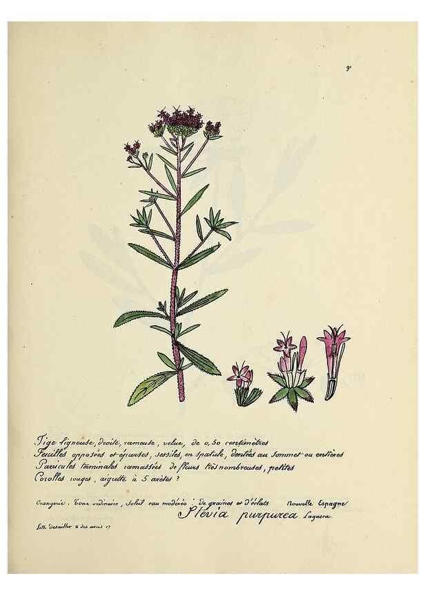 Reproducción/Reproduction 49500816398: Flore universelle. Saint-Denis :Au Bureau et chez Meilhac :[1848]-[1849]. 