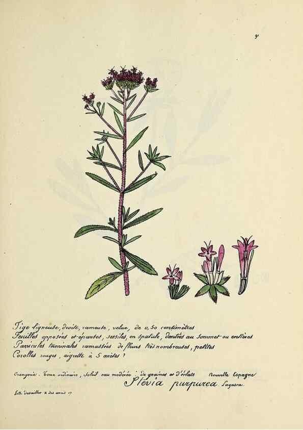Reproducción/Reproduction 49500816398: Flore universelle. Saint-Denis :Au Bureau et chez Meilhac :[1848]-[1849]. 