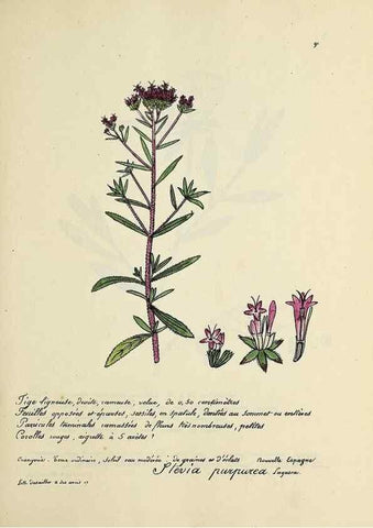 Reproducción/Reproduction 49500816398: Flore universelle. Saint-Denis :Au Bureau et chez Meilhac :[1848]-[1849]. 