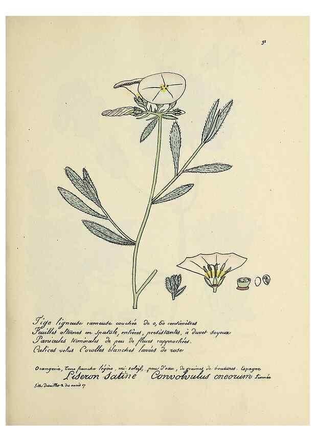 Reproducción/Reproduction 49501321586: Flore universelle. Saint-Denis :Au Bureau et chez Meilhac :[1848]-[1849]. 