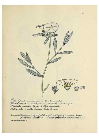 Reproducción/Reproduction 49501321586: Flore universelle. Saint-Denis :Au Bureau et chez Meilhac :[1848]-[1849]. 