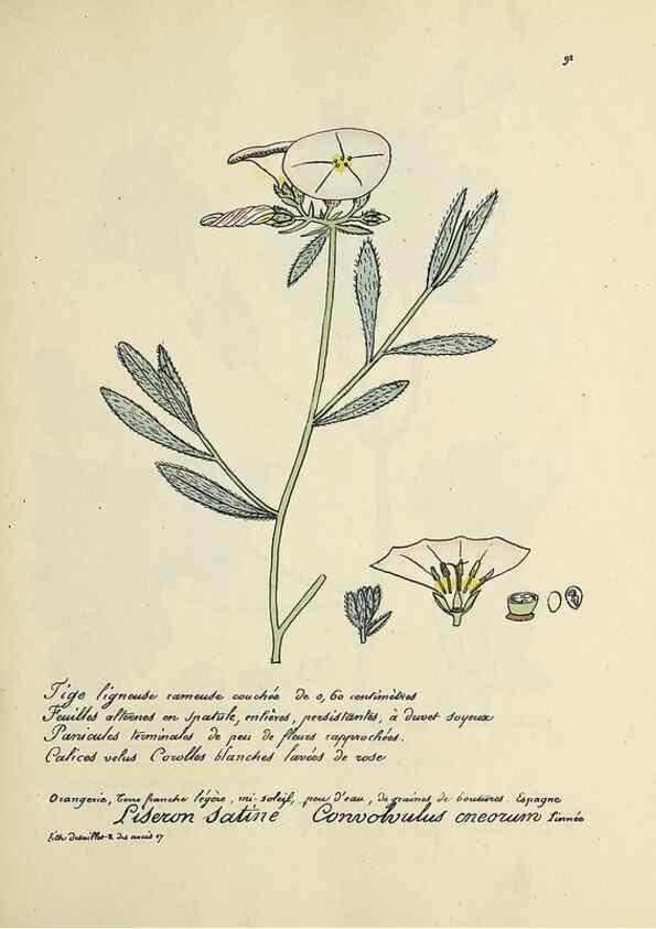 Reproducción/Reproduction 49501321586: Flore universelle. Saint-Denis :Au Bureau et chez Meilhac :[1848]-[1849]. 