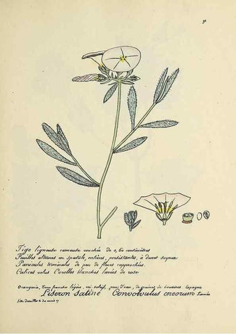 Reproducción/Reproduction 49501321586: Flore universelle. Saint-Denis :Au Bureau et chez Meilhac :[1848]-[1849]. 