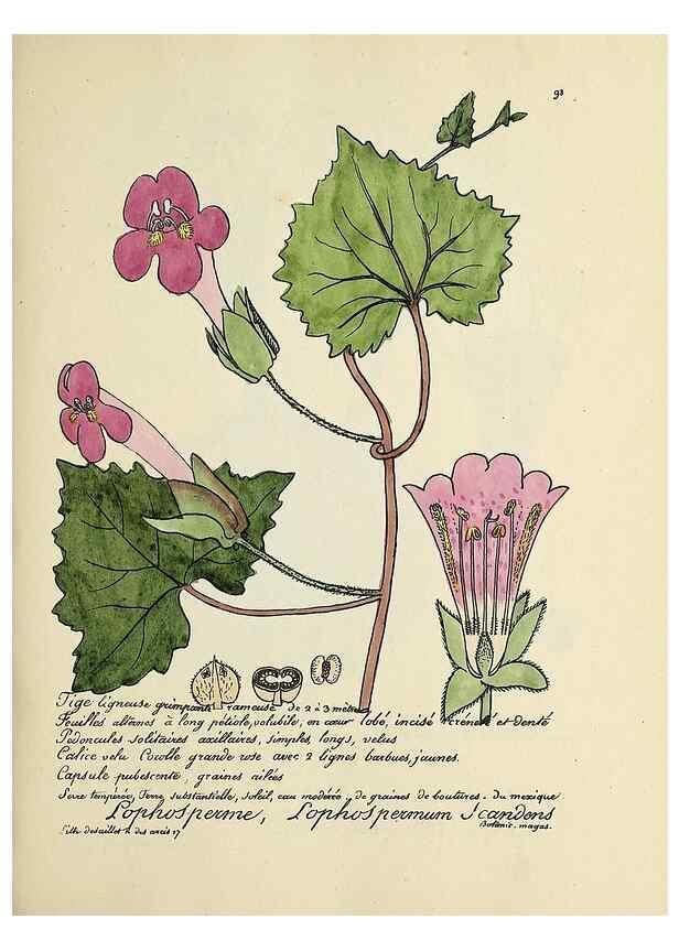 Reproducción/Reproduction 49501321906: Flore universelle. Saint-Denis :Au Bureau et chez Meilhac :[1848]-[1849]. 