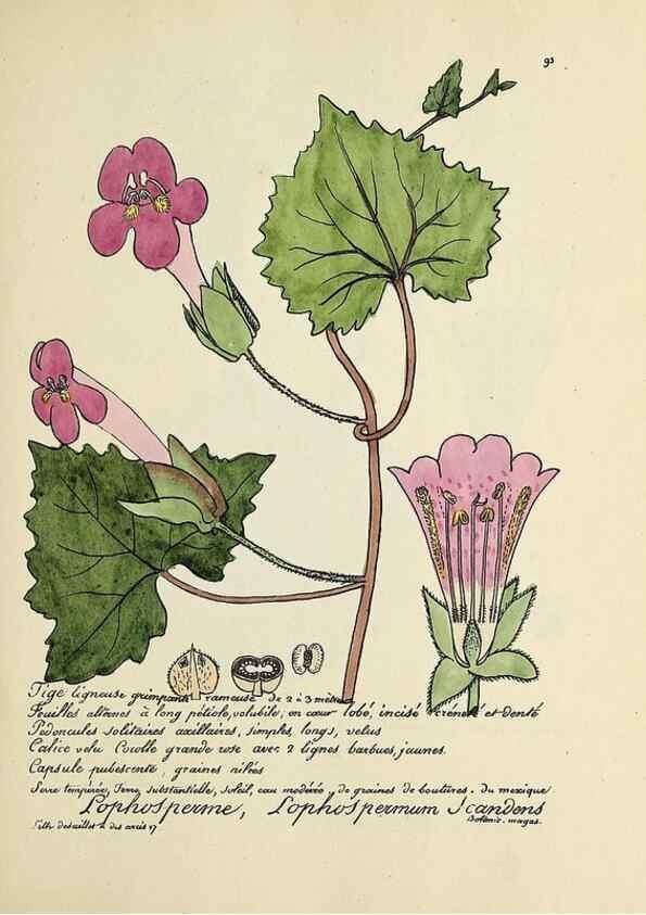 Reproducción/Reproduction 49501321906: Flore universelle. Saint-Denis :Au Bureau et chez Meilhac :[1848]-[1849]. 