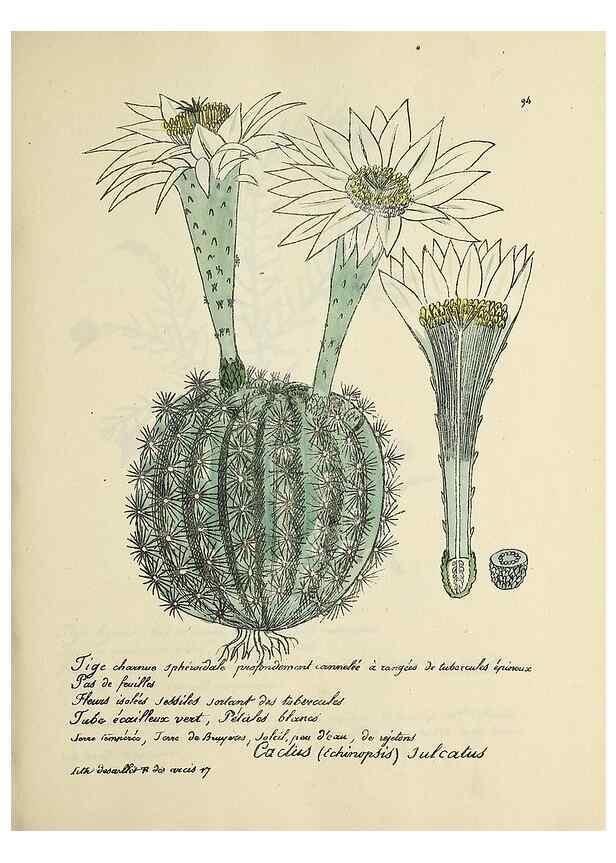Reproducción/Reproduction 49501545662: Flore universelle. Saint-Denis :Au Bureau et chez Meilhac :[1848]-[1849]. 