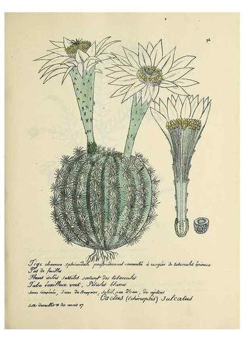 Reproducción/Reproduction 49501545662: Flore universelle. Saint-Denis :Au Bureau et chez Meilhac :[1848]-[1849]. 
