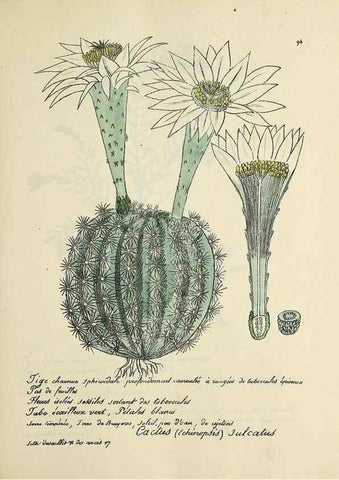 Reproducción/Reproduction 49501545662: Flore universelle. Saint-Denis :Au Bureau et chez Meilhac :[1848]-[1849]. 