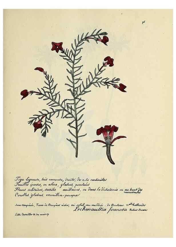 Reproducción/Reproduction 49500817788: Flore universelle. Saint-Denis :Au Bureau et chez Meilhac :[1848]-[1849]. 