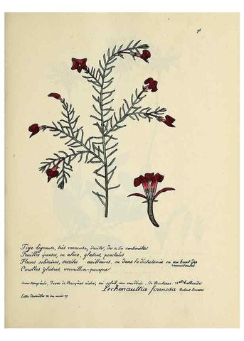 Reproducción/Reproduction 49500817788: Flore universelle. Saint-Denis :Au Bureau et chez Meilhac :[1848]-[1849]. 