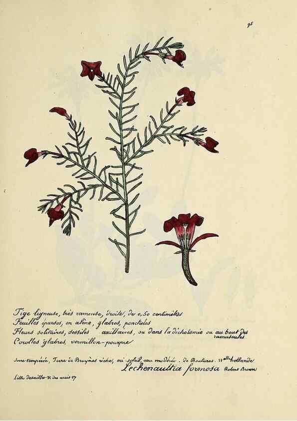 Reproducción/Reproduction 49500817788: Flore universelle. Saint-Denis :Au Bureau et chez Meilhac :[1848]-[1849]. 