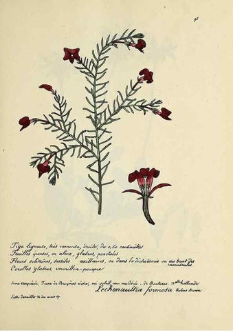Reproducción/Reproduction 49500817788: Flore universelle. Saint-Denis :Au Bureau et chez Meilhac :[1848]-[1849]. 