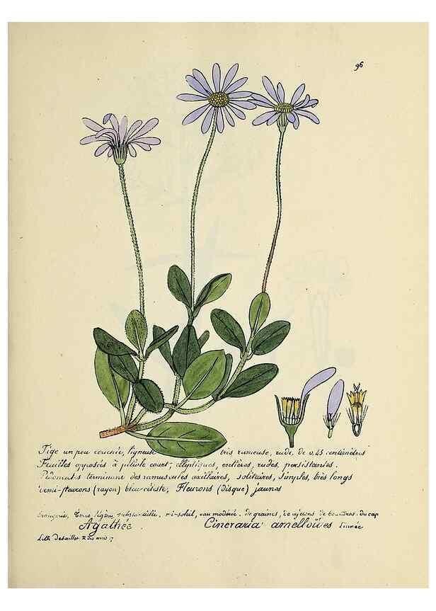 Reproducción/Reproduction 49501322911: Flore universelle. Saint-Denis :Au Bureau et chez Meilhac :[1848]-[1849]. 