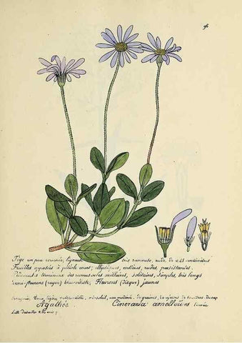 Reproducción/Reproduction 49501322911: Flore universelle. Saint-Denis :Au Bureau et chez Meilhac :[1848]-[1849]. 