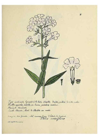 Reproducción/Reproduction 49500818603: Flore universelle. Saint-Denis :Au Bureau et chez Meilhac :[1848]-[1849]. 