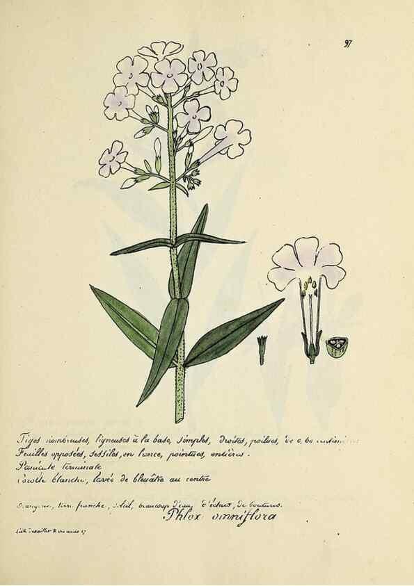 Reproducción/Reproduction 49500818603: Flore universelle. Saint-Denis :Au Bureau et chez Meilhac :[1848]-[1849]. 