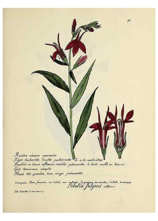 Reproducción/Reproduction 49500818958: Flore universelle. Saint-Denis :Au Bureau et chez Meilhac :[1848]-[1849]. 