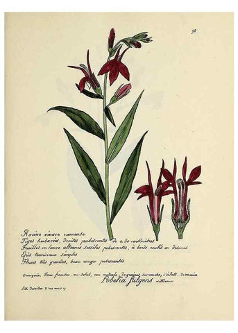 Reproducción/Reproduction 49500818958: Flore universelle. Saint-Denis :Au Bureau et chez Meilhac :[1848]-[1849]. 